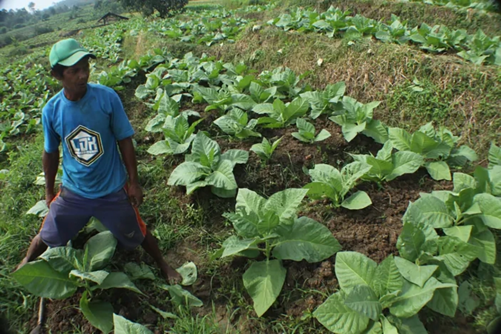 Petani sedang memelihara tanaman tembakau di perkebunan wilayah Tomo Sumedang beberapa waktu lalu. kabar-priangan.comDOK Nanang Sutisna. Sumber Artikel berjudul Sumedang Mampu Produksi Tembakau Capai Sekitar 21.000 Ton per Tahun , selengkapnya dengan link httpskabarpriangan.pikiran-rakyat.comkabar-prianganpr-1489166823sumedang-mampu-produksi-tembakau-capai-sekitar-21000-ton-per-tahun