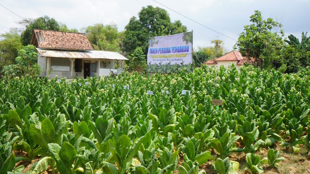 Perkebunan tembakau di Bangkalan, Madura