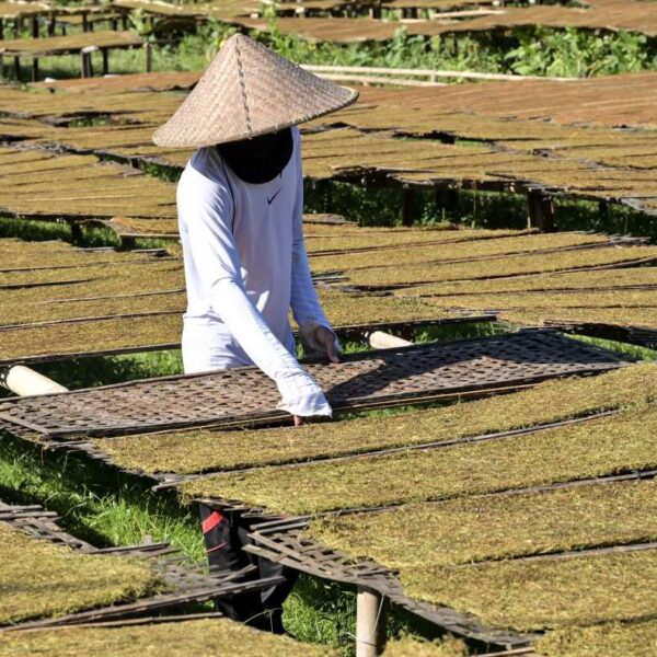 Ilustrasi petani tembakau
