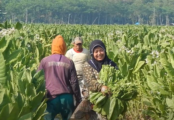Petani tembakau Kedunggading Kendal Jawa Tengah