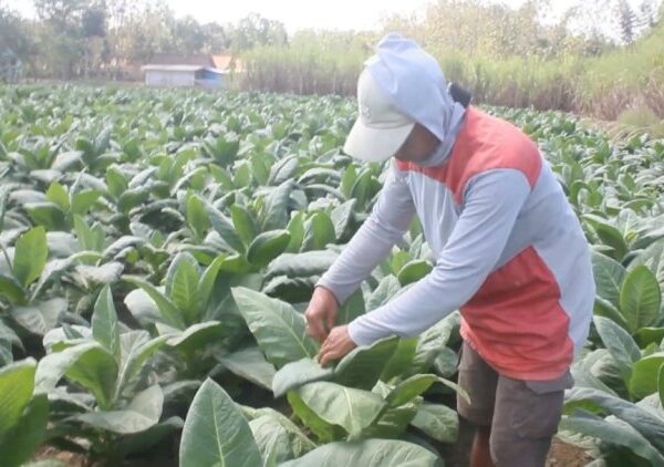 Ilutrasi petani tembakau