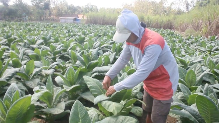 Ilutrasi petani tembakau