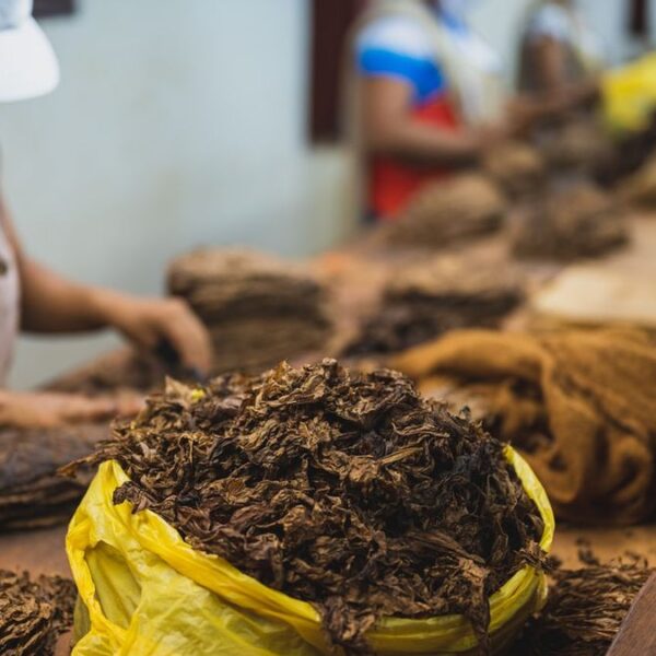 Produktivitas tembakau