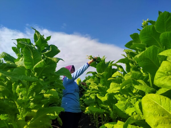 Petani memetik daun tembakau