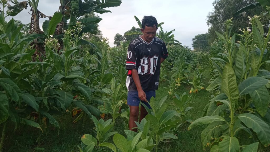 Tanam tembakau di wilayah Pacitan