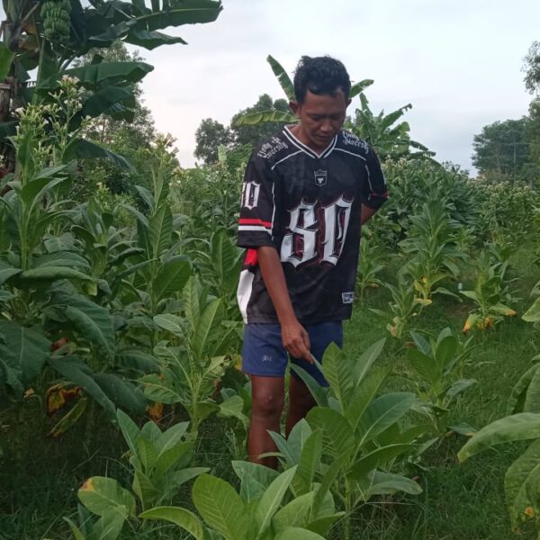 Tanam tembakau di wilayah Pacitan
