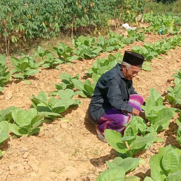 Pembatasan kadar tar dan nikotin mengancam keberlangsungan petani tembakau