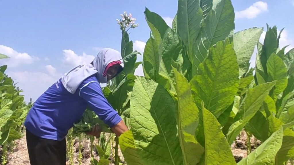 Petani tembakau Lamongan