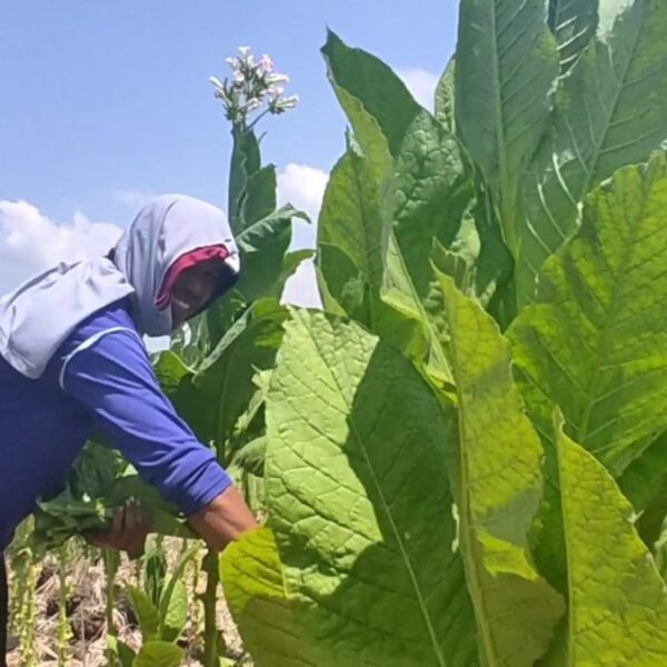 Petani tembakau Lamongan