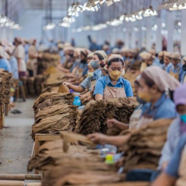 Pekerja ekosistem pertembakauan