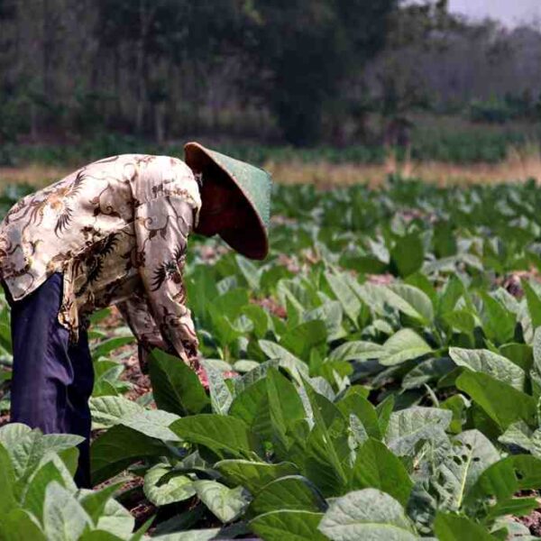 Petani mengecek daun tembakau