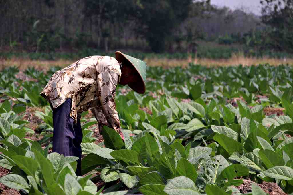 Petani mengecek daun tembakau