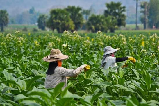 Regulasi kadar nikotin dan tar membunuh petani tembakau