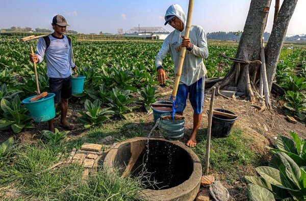 Petani tembakau Nganjuk