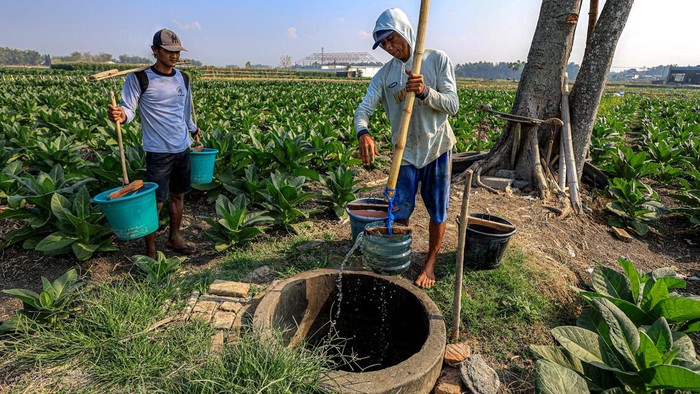 Petani tembakau Nganjuk
